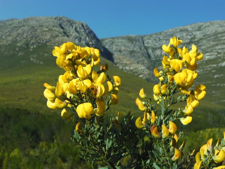 Wat is rooibos thee?