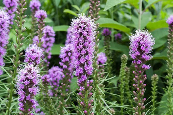 Welke paascadeaus met bloemen of zaden zijn er?